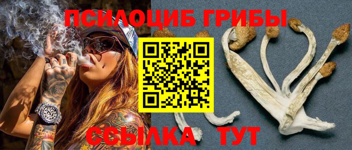 Галлюциногенные грибы Psilocybine cubensis Назарово